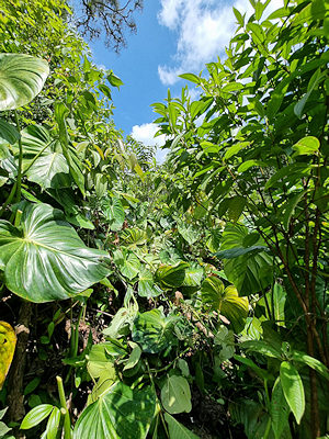 dichter Regenwald in Ecuador