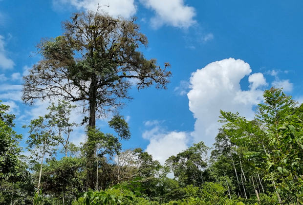 Urwald in Ecuador
