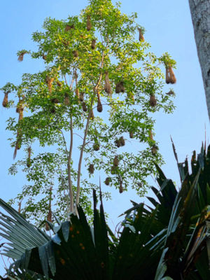 Vegitation im tropischen Regenwald von Ecuador