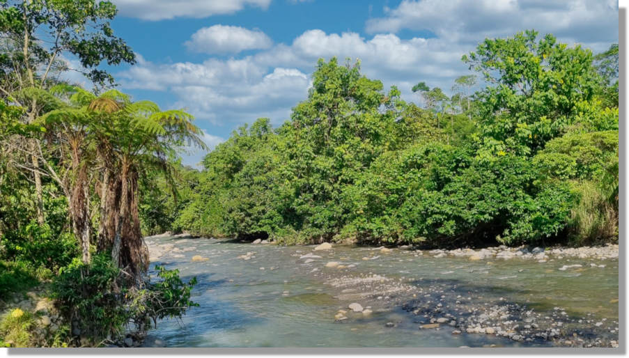 Urwald Grundtcke in Ecuador zum Kaufen vom Immobilienmakler