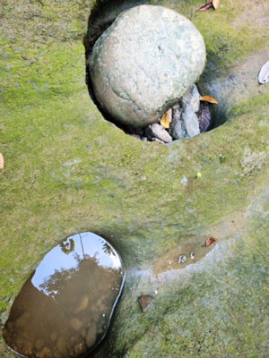 Natur im Regenwald von Ecuador