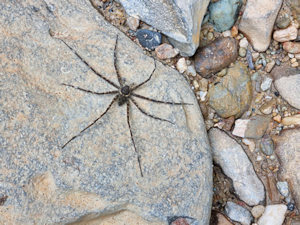 Bewohner im Regenwald von Ecuador