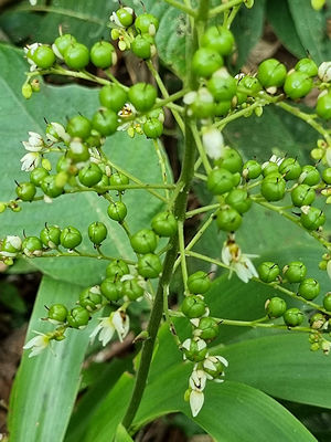 Frchte im Regenwald von Ecuador