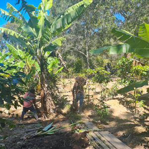 Bananenplantage in El Salvador zum Kaufen