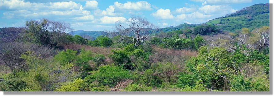 Grundstücke Farmland Plantagen in El Salvador kaufen vom Immobilienmakler Amerika