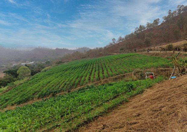 Plantage Farm in El Salvador