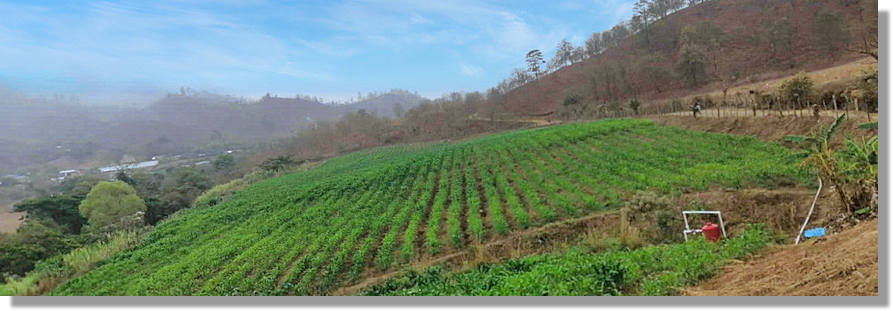 Plantage Farm Farmland in El Salvador kaufen vom Immobilienmakler Mittelamerika