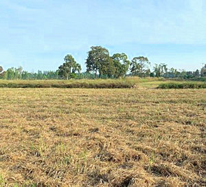 Farm im Isan Thailand