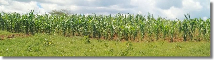 Agrarland Ackerland Farmland in Afrika Kenia zum Kaufen vom Immobilienmakler