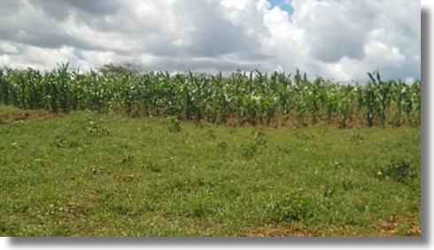 Farmland in Kenia kaufen vom Immobilienmakler