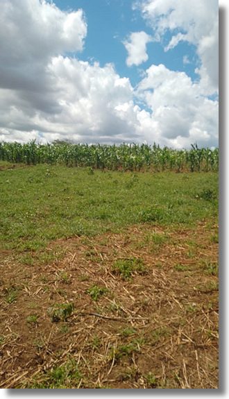 Agrarland in Kenia