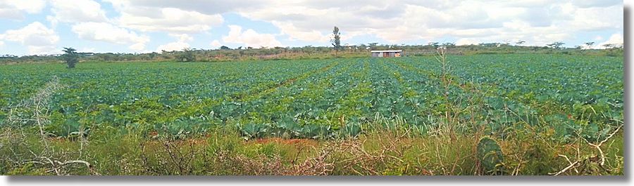 Agrarland Farm in Kenia zum Kaufen