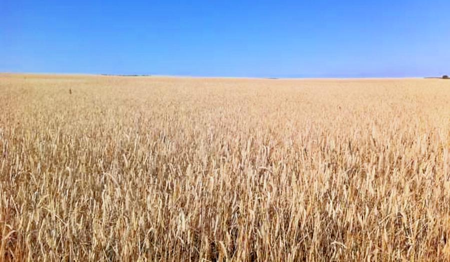 AgrarlandAckerland in der Ukraine zum Kaufen