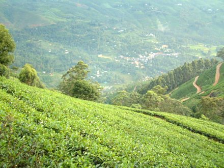 Teefelder in Sri Lanka