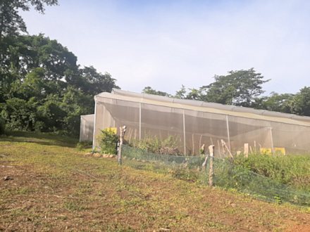 Gewchshaus der Finca in Costa Rica