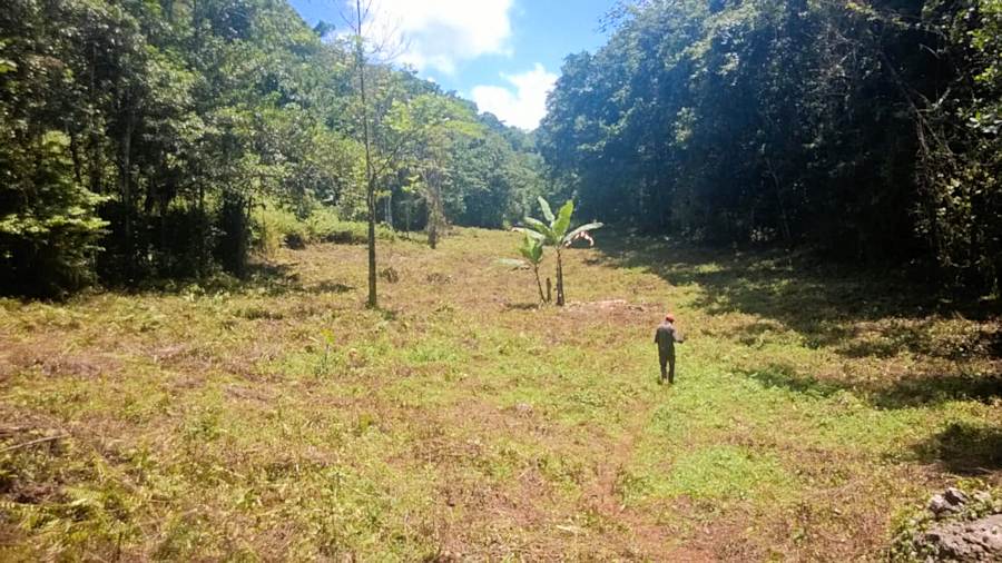 Agrarland Farmland in Jamaika zur Pacht