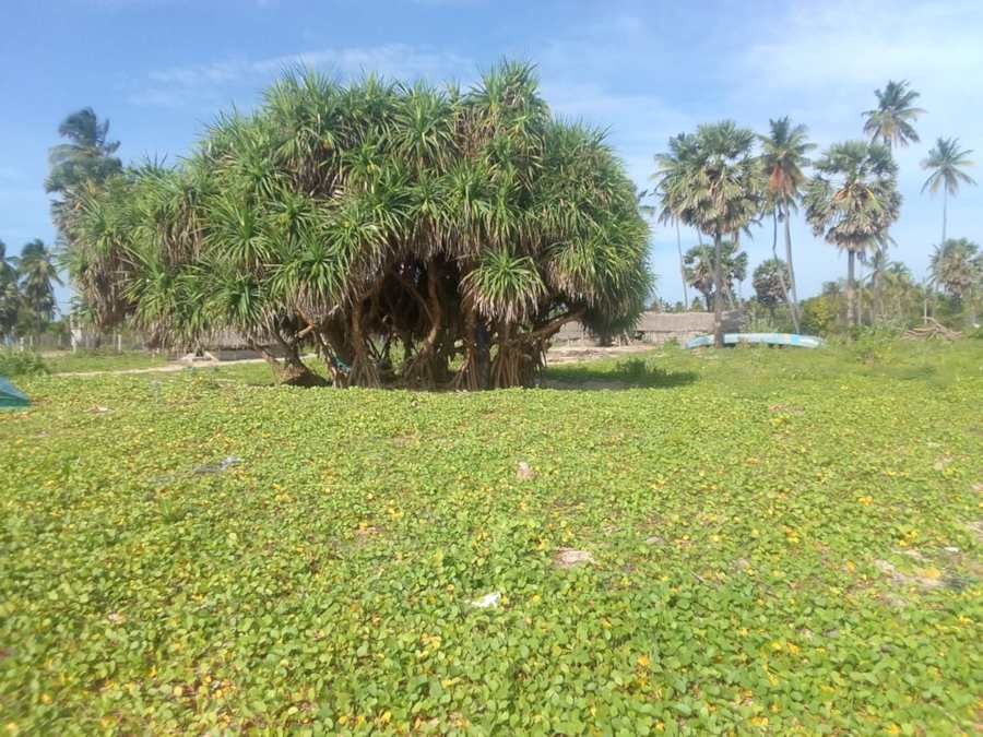 Strandgrundstck in Irrakkakandi Trincomalee Sri Lanka