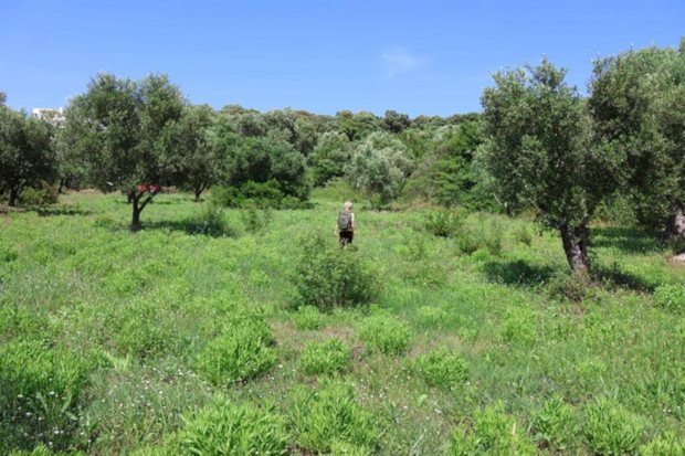 griechisches Grundstck auf Peloponnes zum Kaufen