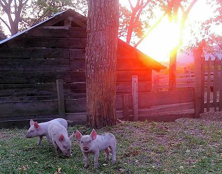 �kofarm in Bolivien