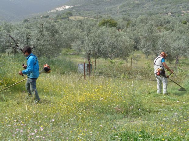 Pflege des Olivenhains