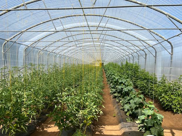 Gewchshaus der Farm in Chile