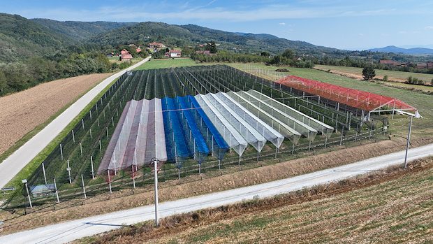 Blaubeerplantage in Serbien zum Kaufen