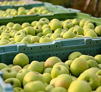 Apfelernte der Plantage in Serbien