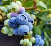 Heidelbeeren der Blauberrplantage in Serbien