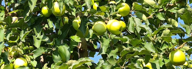 Apfelfarm in Serbien