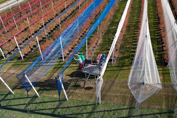 Hagelschutznetze fr Blaubeerplantagen