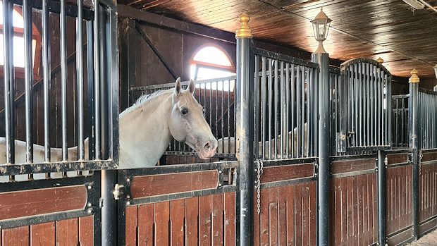 Pferdestallung der Blaubeerplantage in Serbien