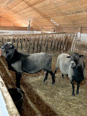 Schafe der Schafzucht