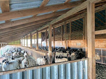Schafstall der Schaffarm