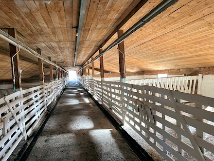 Stallung der Schafzucht