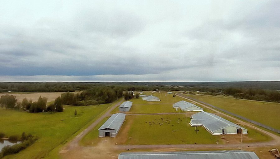 russische Schafzucht zum Kaufen