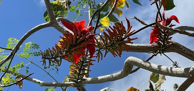 tropischer Garten des Hauses auf der Insel Bonaire