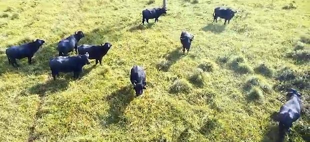 Rinderhaltung auf dem Grundstück der Farm Rinderhaltung auf dem Grundstück der Farm