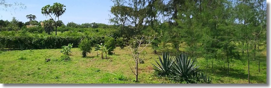 Grundst�cke Baugrundst�cke am Kinondo Beach in Kenya zum Kaufen