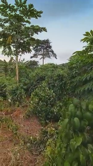 Grundst�ck Agrarland in Ghana