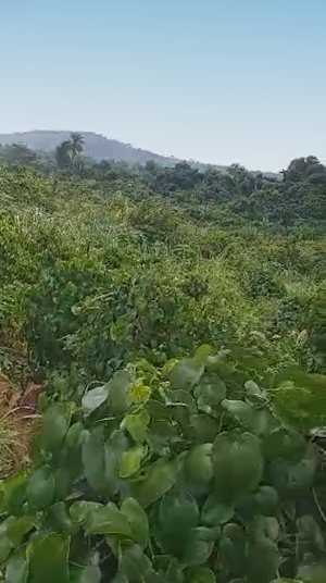 Farmland Grundst�ck in Ghana der Eastern Region
