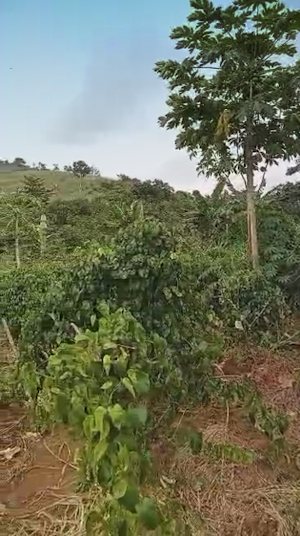 Grundst�ck Farmland in Ghana Eastern Region