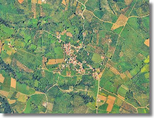 Olivienhain in Messenien auf Peloponnes Griechenland