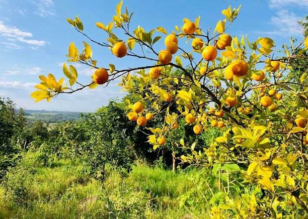 Grundst�ck mit Obstplantage in Paraguay kaufen