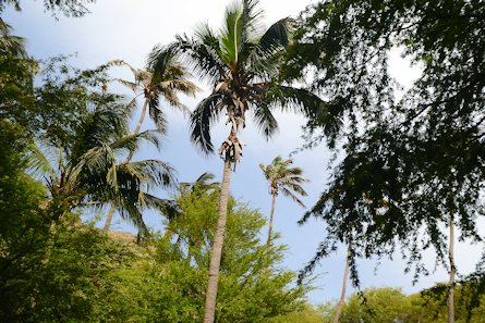 Palmen auf dem Grundst�ck