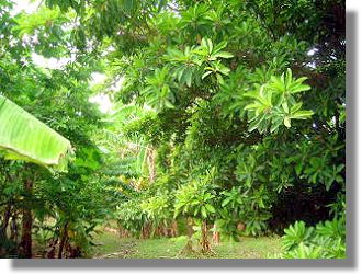 Grundst�ck der Villa Posada