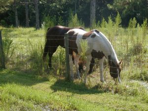 Pferderanch in Fort Myers Florida