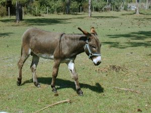 Mitbewohner der Pferderanch