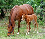 Ranch in Florida zur Pferdehaltung