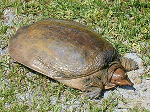 Schnappi der Pferderanch