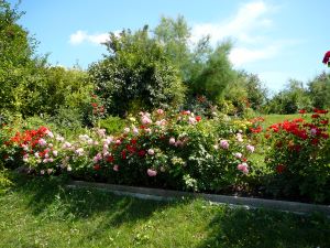 Garten vom Einfamilienhaus am Balaton Ungarrn